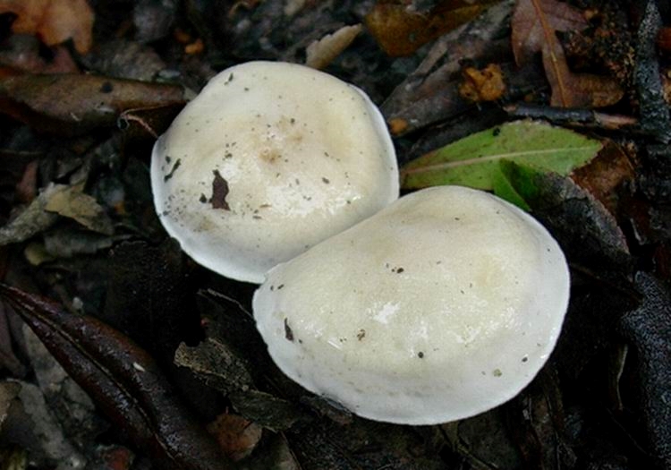 1216 Gennaio vecchio ritrovamento